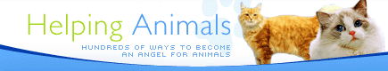 pet moving dog cat housing rent